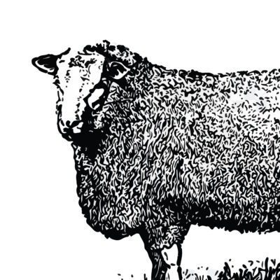 8. LAMB 羊肉